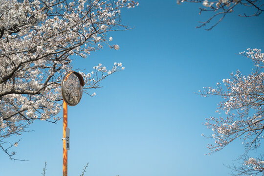 spring in japn