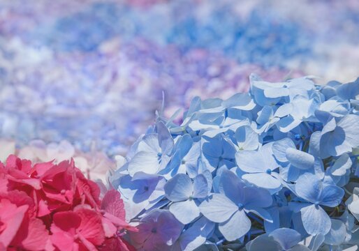 Japanese hydrangea flowers are floated on a pond