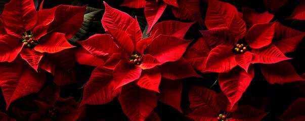 Red poinsettia flowers on a dark background, festive banner.
