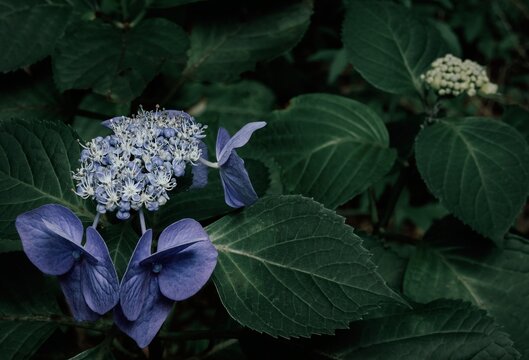 Japanese hydrangea flowers