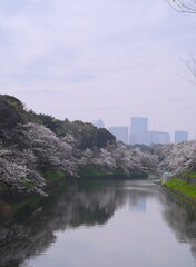 日本、東京の皇居のお堀、千鳥ヶ淵の桜の花