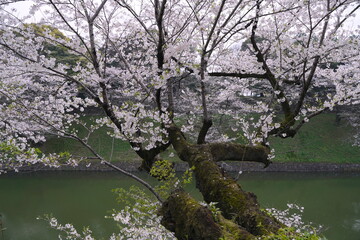 日本、東京の皇居のお堀、千鳥ヶ淵の桜の花