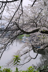 日本、東京の皇居のお堀、千鳥ヶ淵の桜の花
