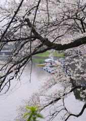 日本、東京の皇居のお堀、千鳥ヶ淵の桜の花