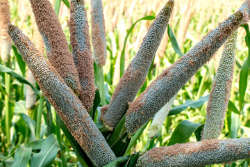 Millet field in India, millet plants and seed in farm, Bajra (pearl millet) in the field