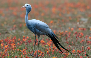 Fototapeta premium the blue crane: the national bird of South Africa
