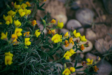 group of yellow flowers in the forest