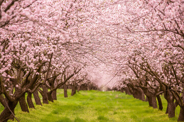 blossoming almond orchard. Beautiful trees with pink flowers blooming in spring in Europe. Almond...
