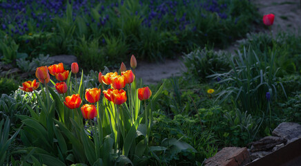 Dark background and bright, juicy tulips. In the rays of bright light there are tulips.Wide...