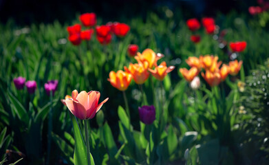 Wide panorama of a flower bed. Spring flowers.Orange, purple, red tulips.Photos of tulips in...