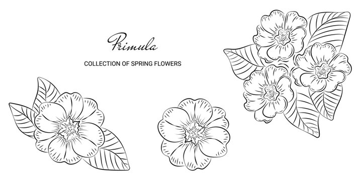 Botanical vector set made in linear style.Sketch template of Primrose spring flower in sketch style.Doodle hand drawn Primula on a white background and without background.