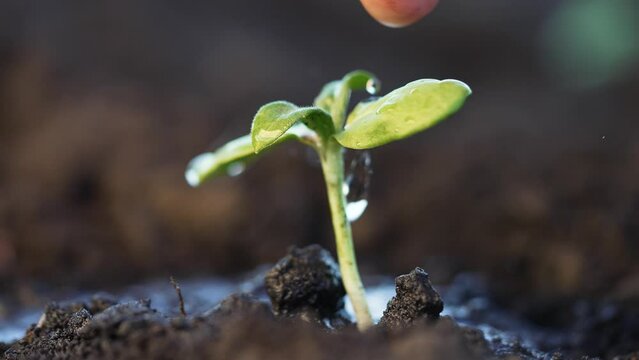 Caring hand pouring water on tiny sprout in garden. Leaves of plant reach for droplets of life-giving water. Farmer waters green bud in the soil. Hands with refreshing water irrigate green sprout