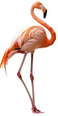 A full-length profile of a striking flamingo standing gracefully, isolated on a white background.