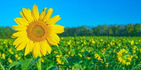 Blooming Sunflower Closeup Background Field With Sunflowers Banner Copy Space