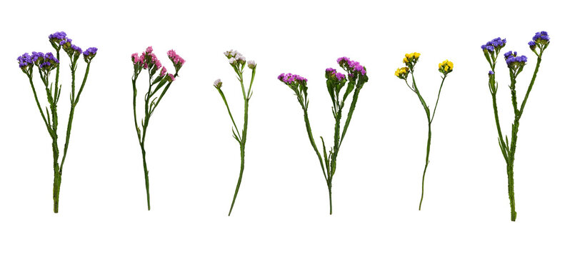 Set of of fresh colorful flowers Limonium sinuatum (Statice) isolated on white background. Elements for creating designs, cards, patterns, floral arrangements, frames, wedding cards and invitations.