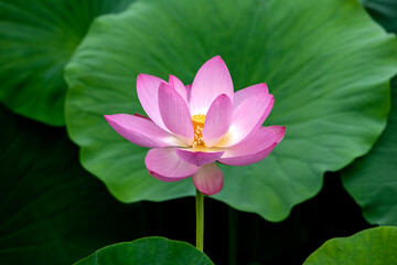 View of the lotus in the park