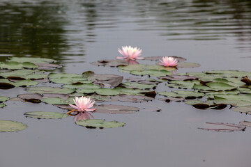 View of the waterlily on the pond