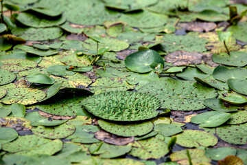Leaves of the waterlily on the pond
