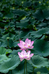 View of the lotus in the park