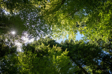 sun shining through the trees