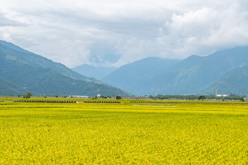 Rice field growing nearby the foot of mountain, in Chishang, Taitung, Taiwan.