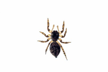Top view of a spider isolated on a white background.