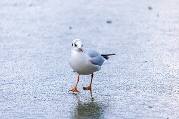 Closeup of a seagull on the wet beach with a blurry background