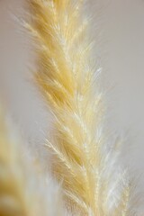 Vertical shot of pampas grass under the lights with a blurry background