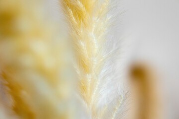 Closeup of pampas grass under the lights with a blurry background