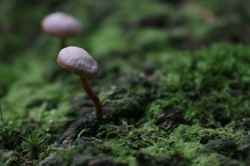 Closeup shot of fungus growing through green moss on a forest floor