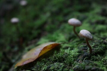 Closeup shot of fungus growing through green moss on a forest floor