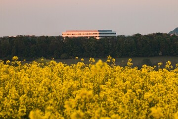 Field of yellow flowers and thick, green trees with a colorful, modern building behind them