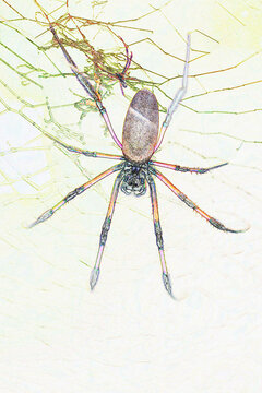 Araign&eacute;e sur sa toile 