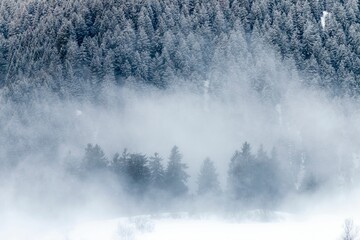 Beautiful view of a snow-covered mountain with fir trees on a foggy winter day