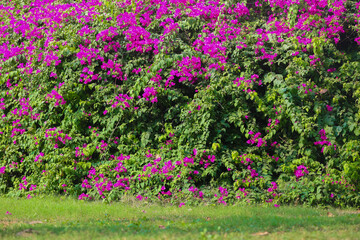 bougainvillea flower in a lush green park suitable for background for portraits