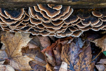 Closeup top view of a Polypores mushroom growing on a tree on a background of autumn leaves