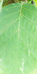 objects for backgrounds and wallpapers of mobile phones and computers, taken from a close distance