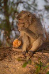 Closeup of a young monkey eating on a rock