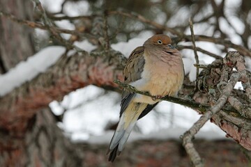 a bird sitting on a branch near a tree with snow