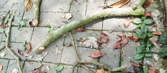 Obraz premium objects for backgrounds and wallpapers of mobile phones and computers, taken from a close distance