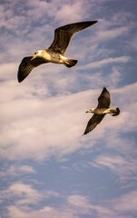 Vertical low-angle of two gulls flying over purple cloudy sky