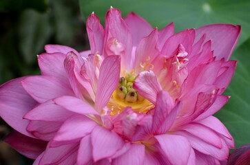 Closeup of a lush and mesmerizing pink lotus flower