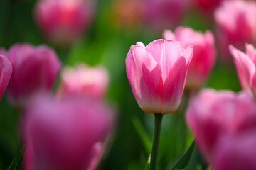 Selective focus of a mesmerizing pink tulip covered with