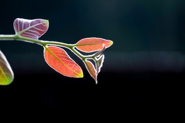 Closeup shot of colorful Liver Fluke leaves against the isolated background