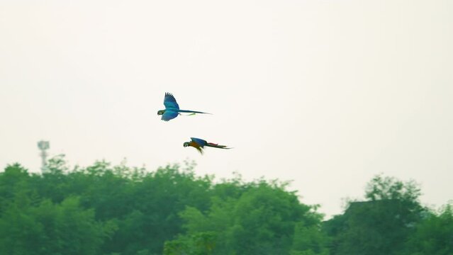 blue and yellow macaw free flying on the sky