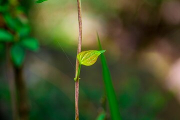 Closeup shot of a twig with a small green leaf