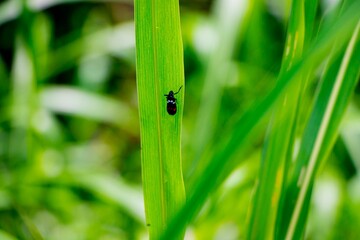 Macro shot of a black bug walking on green grass against the isolated background