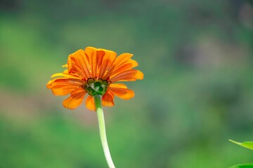Closeup shot of an orange Marigold flower and its stem in a garden on a sunny day