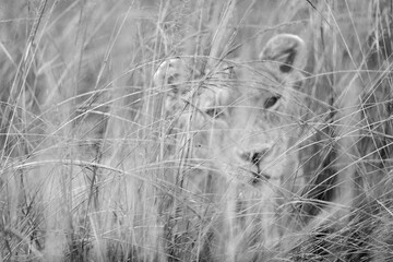Grayscale artistic photo of a lion cub in the high grass of Masai Mara