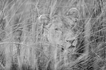 Grayscale artistic photo of a lion cub in the high grass of Masai Mara